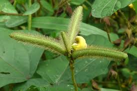 Image result for Chamaecrista zambesica