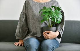 We did not find results for: Sympathy Plant Ideas For Indoor Outdoor Cheer Lovetoknow