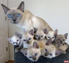 Tonkinese Kedisi Ozellikleri Ve Bakimi Modanium