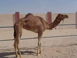 the most important camel diseases أهم أمراض الإبل medhatelshemy