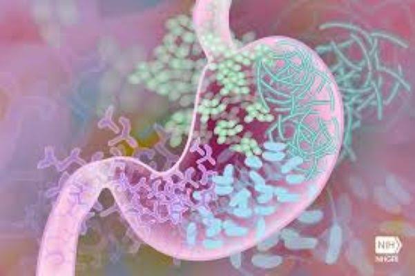 Digestive Health Homeopathy product image