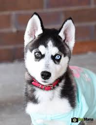 Adopt Cascade Special Needs On Petfinder