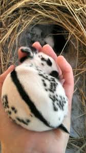Black And White Spotted Rabbit Breeds English Spot Bunny 1 Week Old Oh My Lord I Need It Cute Baby Bunnies Pet Bunny English Spot Rabbit