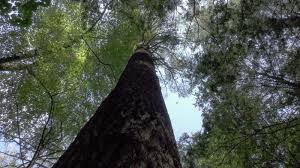 Reserve for spring or fall delivery 100+ species shipped to your door New England Forests New England S Tallest Tree