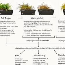 Image result for Xerophyta schlechteri