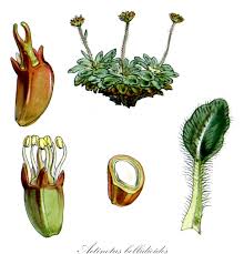 Image result for Lefebvrea grantii