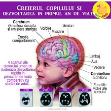 Credeţi că ştim totul despre creierul uman? Primul An De Viata Este Esential Pentru Dezvoltarea Creierului Copilului Importanta Stimularii Senzoriale Desprecopii Com