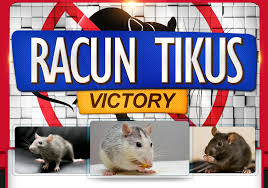 Kemarin yang bersangkutan sempat diisukan mau, untuk membawa kericuhan di sana. Racun Tikus Berkesan Rtv