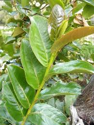 Image result for Aphloia theiformis