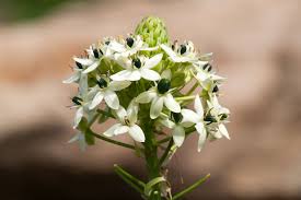 Image result for Ornithogalum seineri