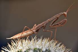 The company has been ranked as the first place among top 100 decoration companies in china for 18 years in a row. Earth Matters What Color Is Your Praying Mantis