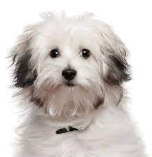 Americanlisted features safe and local classifieds for everything you need! Bolognese Puppies For Sale Adoptapet Com