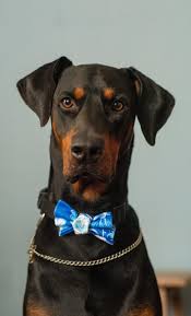 The dobermann has a long muzzle. What Is The Rottweiler Doberman Mix Labrottie Com