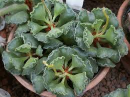 The most common large leaf succulent material is metal. 44 Types Of Succulents With Pictures Succulent Plants Flower Glossary