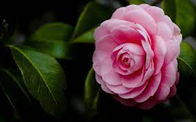 Camelia Flor Jpg 1600 1000 Flowers Rose Camellia Flower