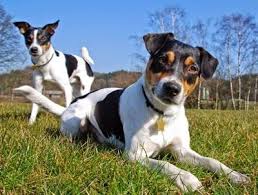 Full Grown Jack Russell Terrier Black And Brown Tricolor Is A Popular Pattern Among Dog Lover Black With White And Tan Points X2f Marks X2f Patches Here Are 25 Tric Farm Dogs Dog Breeds Farm Dogs Breeds