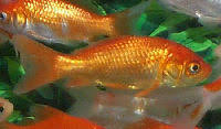 Comet Goldfish Sarasa Comet Goldfish Information Care And