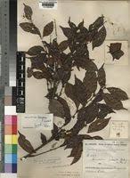 Image result for Microdesmis