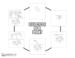 Plant Life Cycle Clipart Worksheet Coloring Page