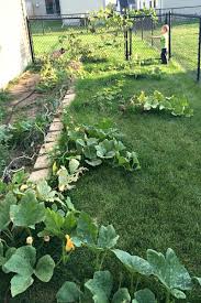 Pumpkins are one of those plants that everyone should grow at least once for the pure fun of watching the orange fruits balloon in size. How Not To Grow A Pumpkin Patch