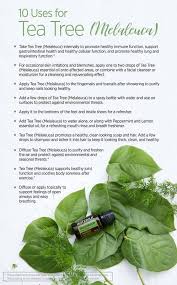 Doterra Melaleuca Essential Oil Uses Tea Tree Best Essential Oils Melaleuca Essential Oil Melaleuca Oil Tea Tree Essential Oil