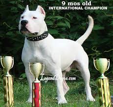 We did not find results for: Dogo Argentino Breed Standard Dog Puppies Mastiff