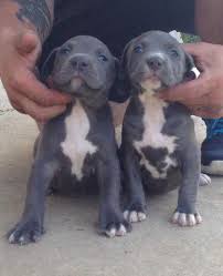 Baby Pitbull Black And Brown Blue Nose Pitbull Puppies For Sale For Sale Blue Nose Pitbull Puppies Pitbull Puppies Lab Mix Puppies