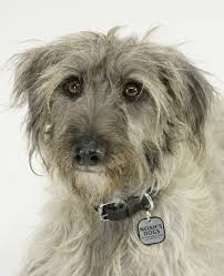 Image result for lurcher dog