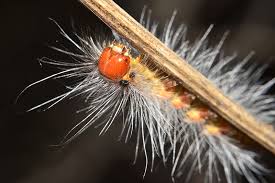 What is a gypsy moth's lifespan? Asian Gypsy Moth 2020 Annual Update