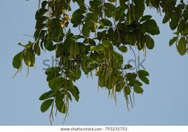 Image result for Homalium