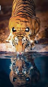 The latest 60 tiger mobile wallpapers are available for download. Tiger Wallpapers Download Best Tiger Wallpaper Backgrounds