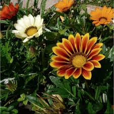 Image result for foto Gazánie