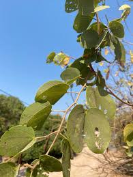 Image result for Piliostigma thonningii