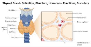 Labeled anatomy chart of neck. Thyroid Gland Definition Structure Hormones Functions Disorders