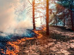 We did not find results for: Como Afecta El Cambio Climatico A Los Incendios Forestales