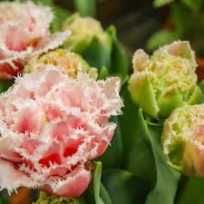 Maybe you would like to learn more about one of these? Tulips Fields Netherlands 10 Things You Want To Know About Holland Tulips