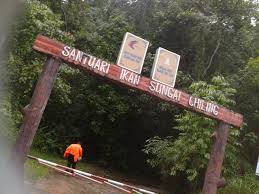 Air terjun melanggar atau sering disebut juga banangar, mananggar, dan menaggar adalah patahan sungai landak yang menjadi wisata alam berupa air terjun yang berada di dusun perbuah, desa merayuh,kecamatan air besar, kabupaten landak. Air Terjun Sungai Chiling Chiling Falls Full Abgrara S Weblog