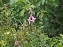 Image result for Ceratotheca integribracteata