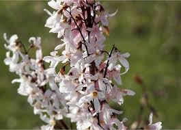 Weisse Forsythie Abeliophyllum Distichum Gunstig Online Kaufen Outdoor Pflanzen Pflanzen Seltene Blumen
