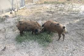 Maybe you would like to learn more about one of these? Mini Pigs With Big Appeal Popularity Soars Despite Ownership Restrictions Abc News