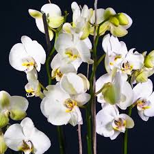 Fiori bianchi in un vaso. Orchidea Phalaenopsis Con Vaso Di Vetro La Violetta Fiorai Da Due Generazioni