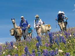 Maybe you would like to learn more about one of these? A Guide To Colorado S Spectacular Wildflower Season 5280
