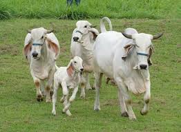 गौ माता के मुख को क्यों नहीं पूजा जाता