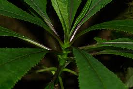 Image result for Solanecio