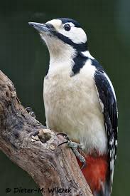 Buntspecht Great Spotted Woodpecker Buntspecht Specht Vogel Als Haustiere