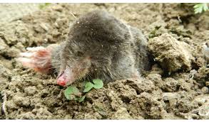 Der ruf des maulwurf ist mitunter schlechter als er es verdient hat, in unserem video erklären wir warum. Nervige Aber Nutzliche Untermieter Maulwurf Im Garten Was Tun 03 03 2016