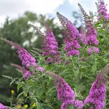 Image result for Buddleja pulchella