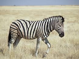 Wilde dieren kleurplaat concept tekeningen van honden voorbeeld 3. Zebra Dier Wikipedia