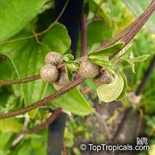 Image result for Polystachya laurentii