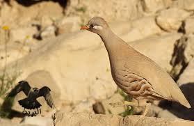 غتسميته عظاءة 1/96 غحيوان بري 4/329 غمن الأحناش 5/153؛ 6/531 غمن المسخ 1/196، 203؛ 4/295، 310؛ 6/356، 357، 395 غزعم أنه يهودي 6/574. Ø§Ù„Ø­Ø¬Ù„ Ø§Ù„Ø±Ù…Ù„ÙŠ Ø§Ù„Ø¬Ø¨Ù„ÙŠ Ù…Ø¹Ù„ÙˆÙ…Ø§Øª ÙˆØµÙˆØ± Ø§Ù„Ø¨Ø±ÙŠØ© Ø§Ù„Ø¨Ø±ÙŠØ©